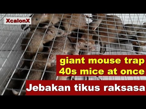 Giant Mouse Trap jebakan tikus super besar Giant Mouse Trap jebakan tikus super besar