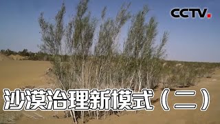 它是防风固沙的“沙漠卫士”种植梭梭树能否让沙漠披绿装20220308 |《创新进行时》CCTV科教