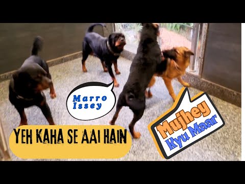 Zoey Ko Aatey Hi Hua Attack- Sabney Milkey Marra Zoey Ko. Dhana DHAN