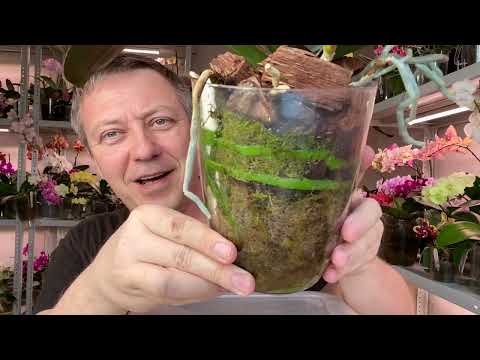 воздушные корни орхидеи НЕ ЗАДОХНУТСЯ в этой надёжной пересадке орхидеи для ЛЕНИВОГО УХОДА