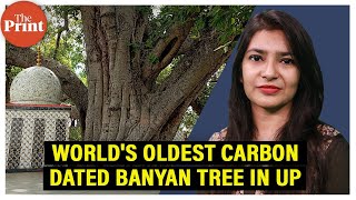 World's oldest carbon-dated banyan tree in UP, structural problem & how faith guards it