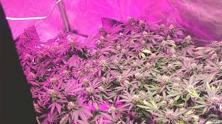 Scrog #scroglife #growyourown #420 #weedporn #pot #maryjane
