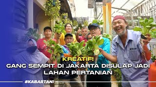 Kreatif! Gang Sempit Di Jakarta Disulap Jadi Lahan Pertanian