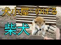 犬小屋にのぼる柴犬