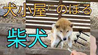 犬小屋にのぼる柴犬