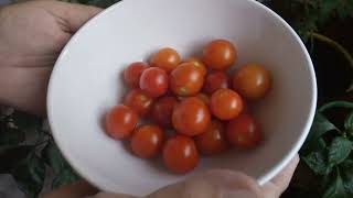 Первый урожай томатов на окошке,Сорт,, Видимо-невидимо,, и,, Балконное чудо,,