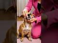 Administering Pet Medication #shorts #calgary #business