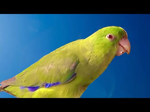 အစိမ်းရောင် Parakeet