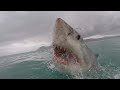 13 foot shark attacks surfer lasts 30 minutes michael docherty