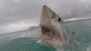 13 Foot Shark Attacks Surfer lasts 30 Minutes- Michael Docherty