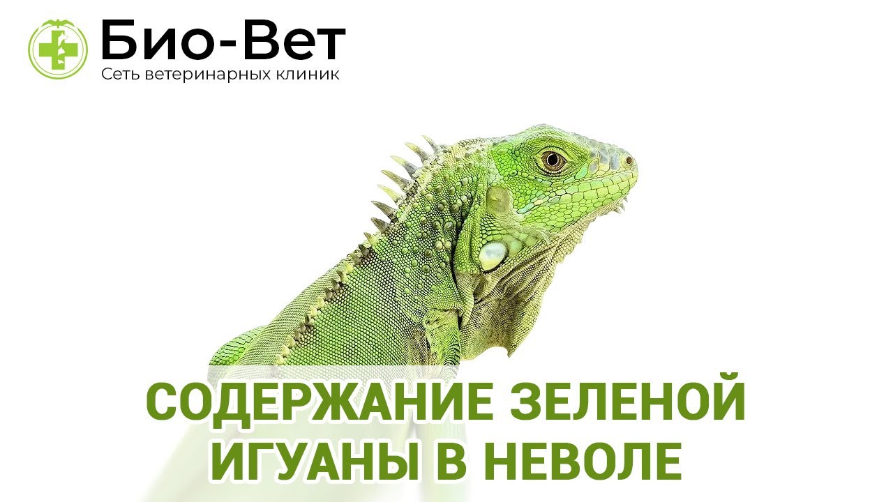 Содержание зеленой игуаны в неволе
