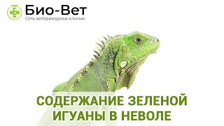 Содержание зеленой игуаны в неволе Содержание зеленой игуаны в неволе