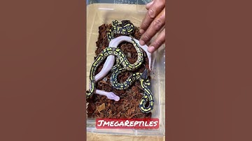 Pastave x Mojave Clutch Update and Reveal #3 2022’