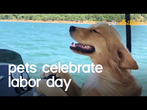 Video: De Beste Labor Day-spillene I Løpet Av