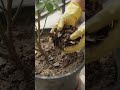 5 Smart Gardening Hacks for Faster Plant Growth! 🌿🪴 #shorts #asmr