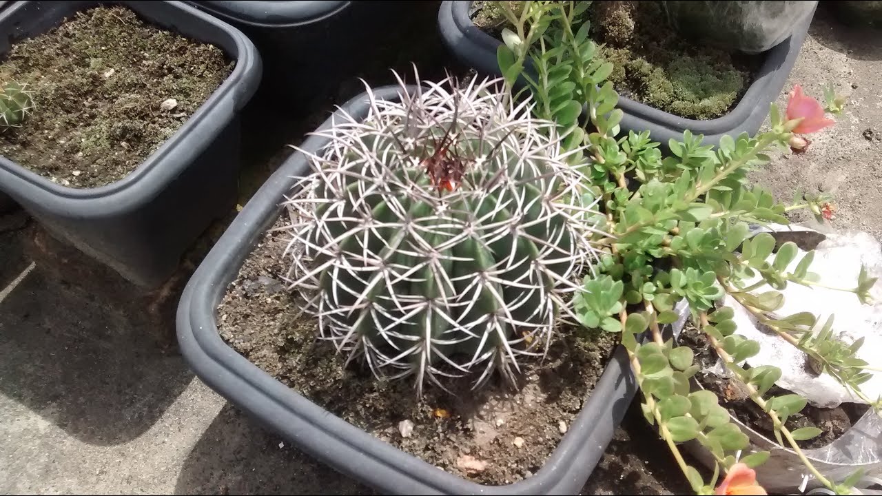 Como Plantar Cacto Coroa de Frade (Melocactus) - thptnganamst.edu.vn