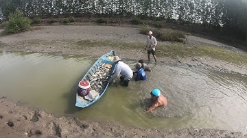 Cá Leo Lên Bờ Nằm Như Rạ Vì Tát Thứ Này Xuống Nước - Về Bạc Liêu Phần 2