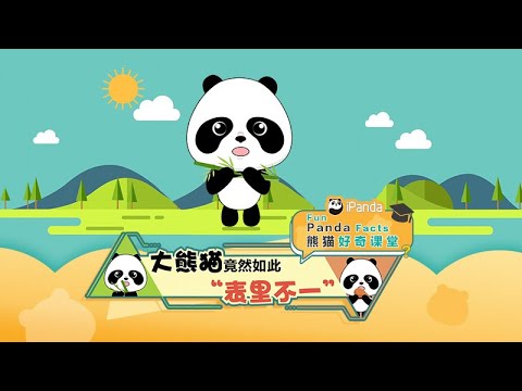 《熊貓好奇課堂》大熊貓竟然如此“表裡不一” | iPanda熊貓頻道