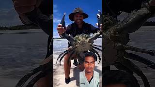 किंग क्रैब रिएक्शन वीडियो समुद्र के किनारे देखिए कितना बड़ा केकड़ा मिला