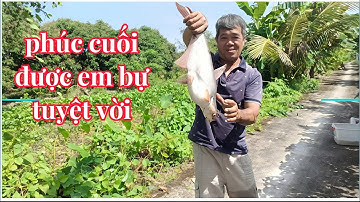 Đi câu gặp anh đặc lờ dính cá lóc, cá trê, cá thác lác ngon quá#fishing #damme 