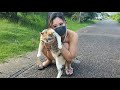 異常に懐く野良猫ごつん