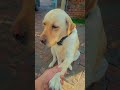 Labrador reaction when I called Sohna Putt 😂 | Dog funny video | #shorts #dog