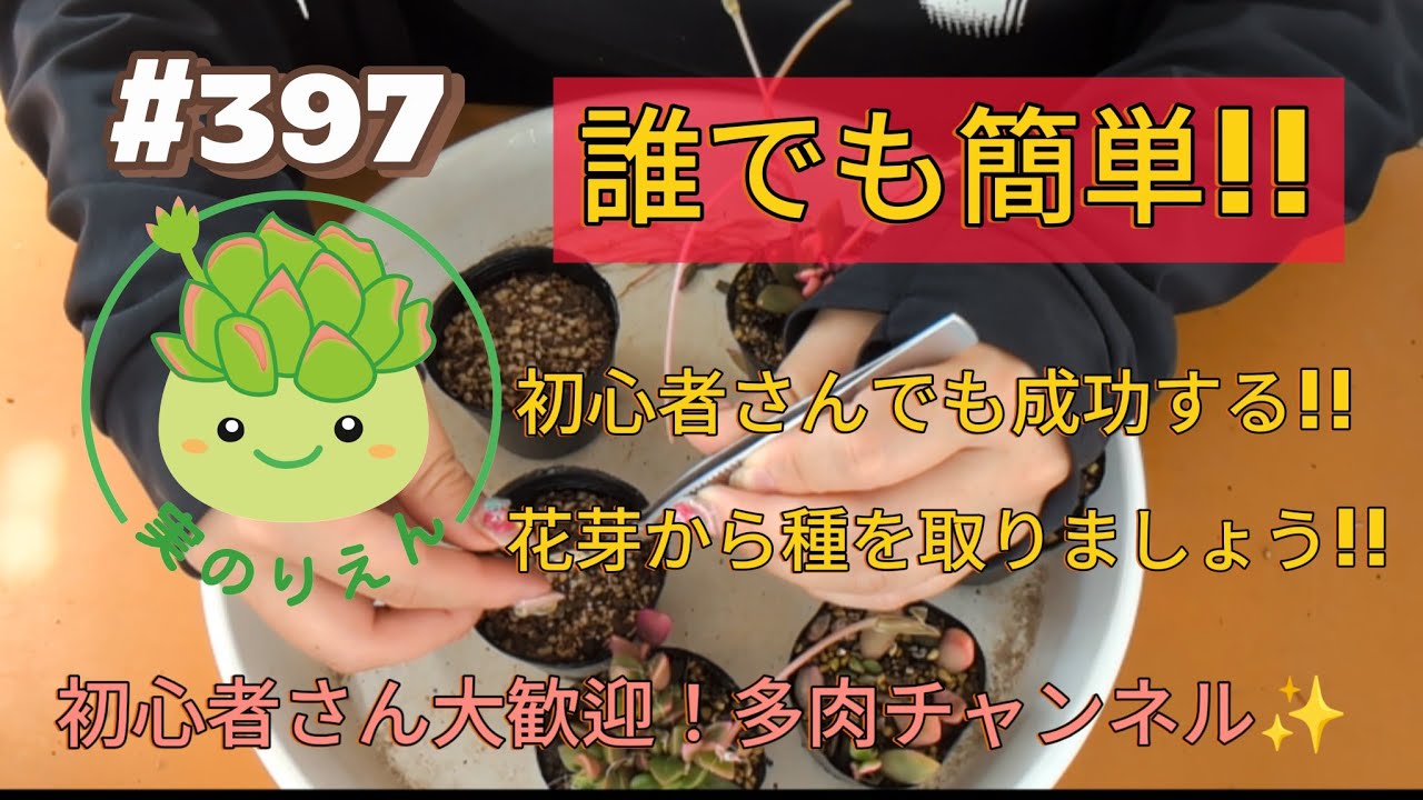楠 花こぶ 丸切り Amazon | SPEEDWOX コブ切鋏 丸刃 こぶ切り鋏 こぶ切 こぶ切りハサミ