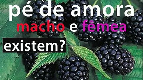 Como saber se é uma amoreira?