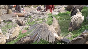 Tục lệ an táng kỳ bí, để người đã khuất cho kền kền rỉa xác thay vì chôn cất, của người tây tạng