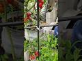 The Garden Zip-Tie Hack You Need