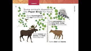 Paper Birch (Kindergarten EL M3)