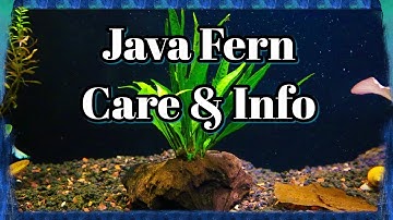 Java Fern Care and Information - Plant Care Guide
