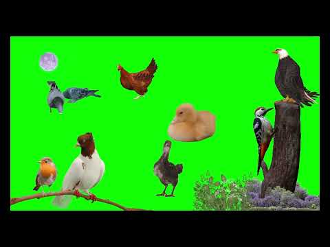Birds Stampede Green Screen Birds Green Screen Stampede Green Screen Stampede Green Screen