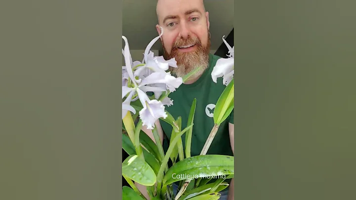 Cattleya maxima crulea with 21 flowers in bloom