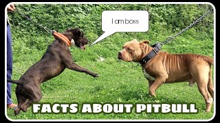 Aggressive Pitbull V S American Bully Xl Who Is Boss Scoobers Youtube