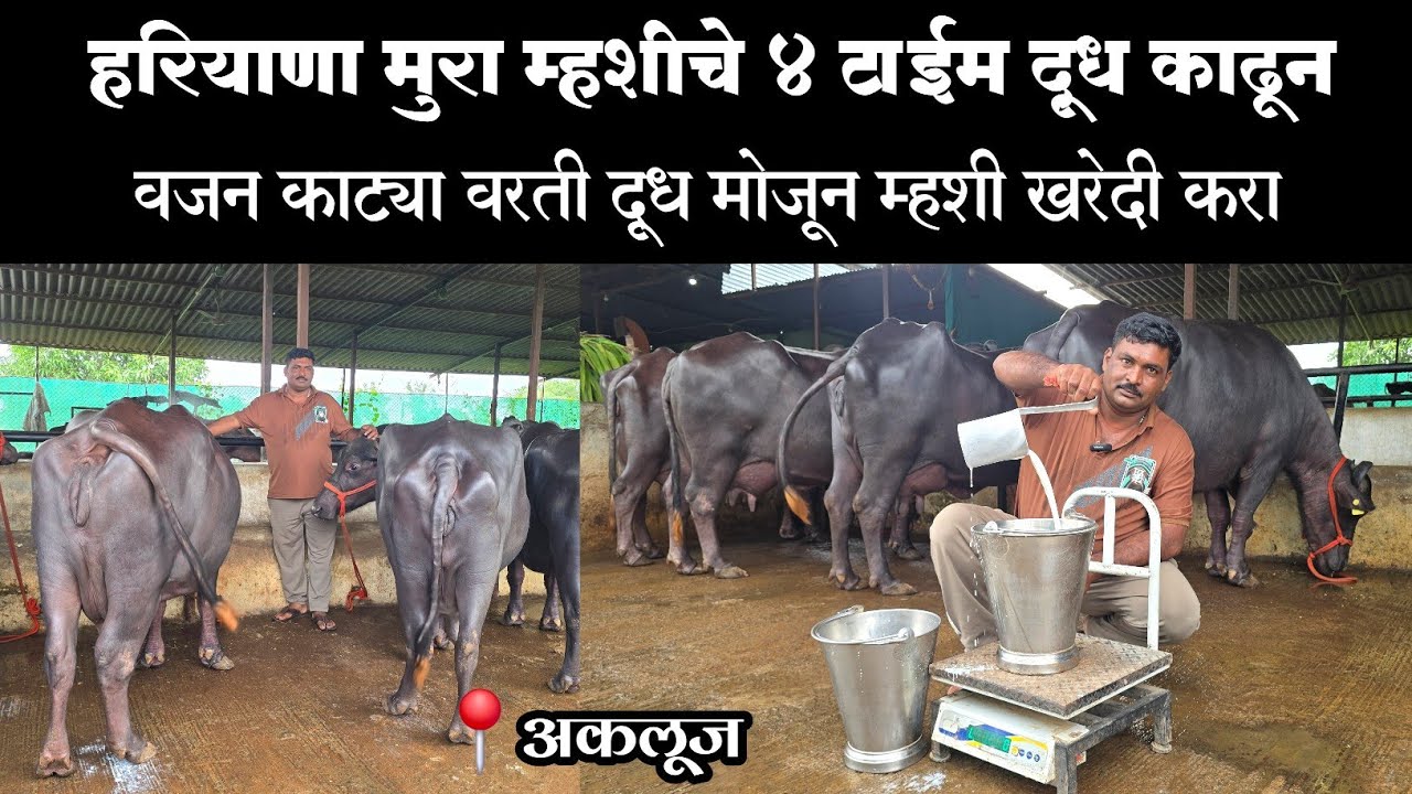 हरियाणा मुरा म्हशीचे 4 टाईम दूध काढून वजन काट्या वरती दूध मोजून म्हशी खरेदी करा | Dairy Farming 