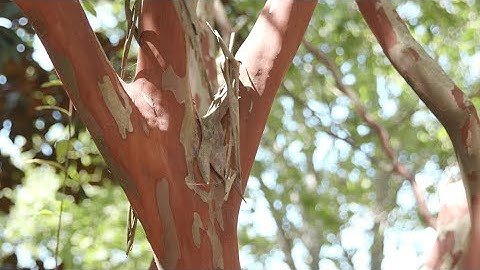 Crape Myrtle Bark