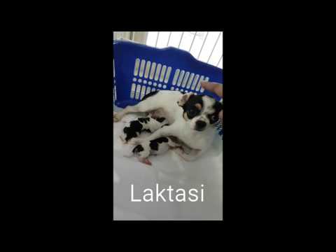 Video: Mengambil Anak Anjing Dalam Perjalanan Mobil yang Panjang