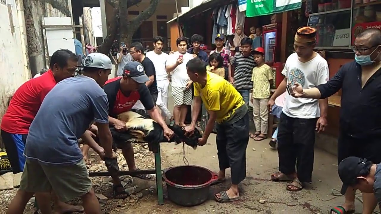 Potong kambing jawa 2 - YouTube