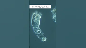 Червь управляющий насекомыми. Волосатик