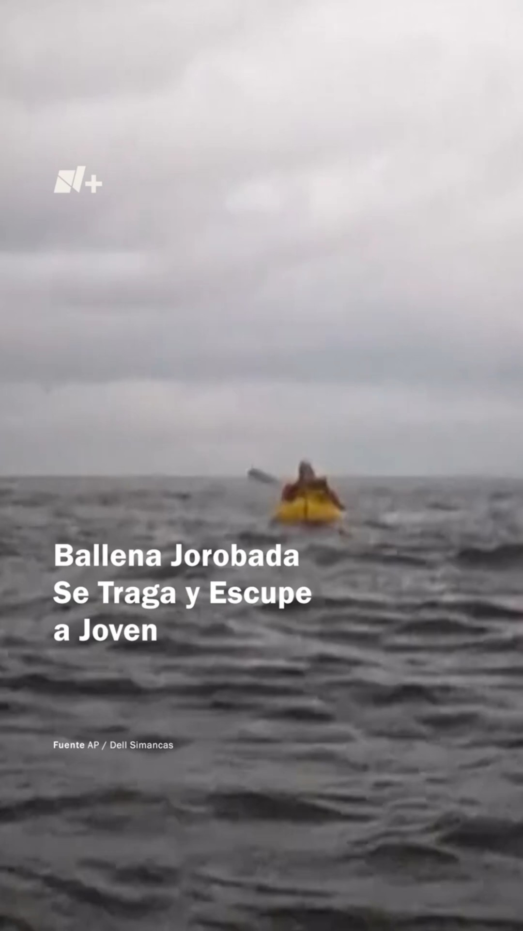 Ballena jorobada se traga y escupe a navegante #nmas #shorts #chile #ballena