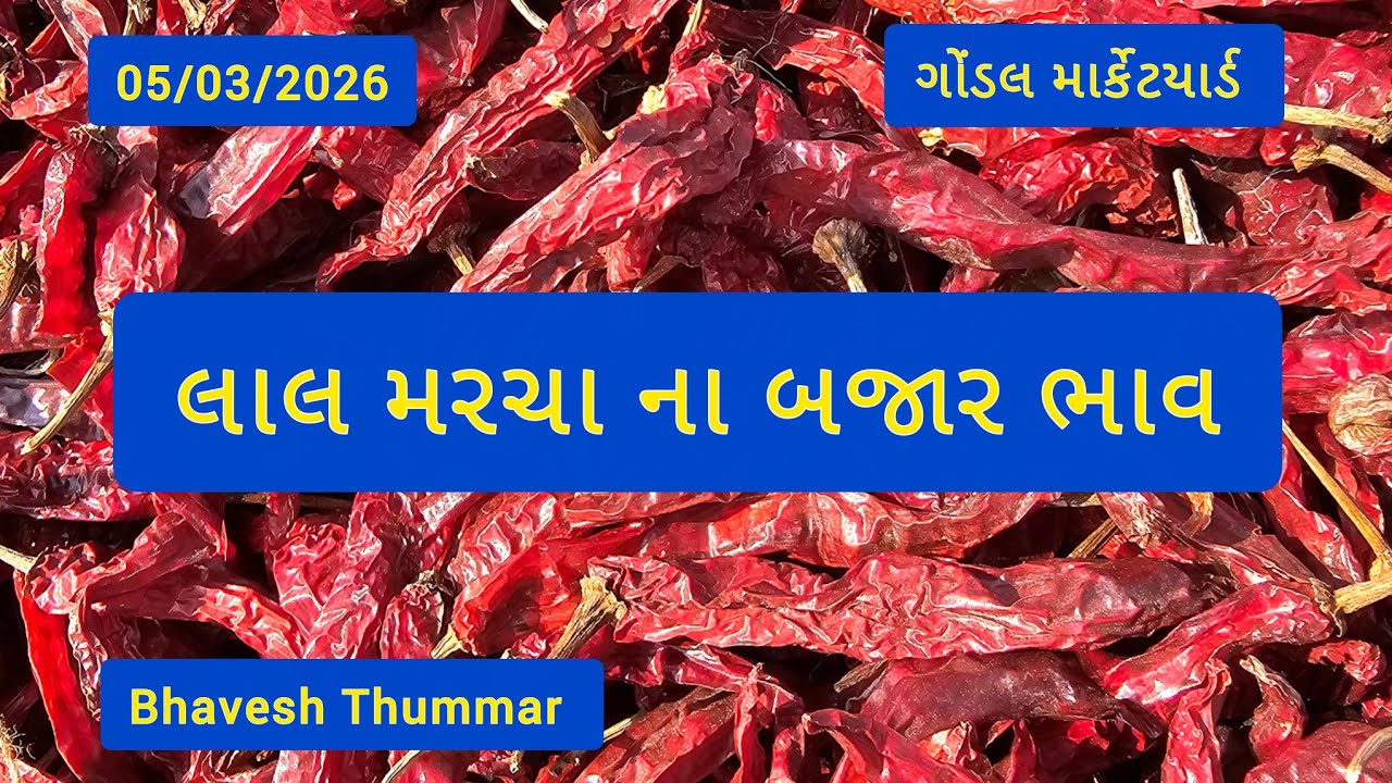 લાલ મરચા ના બજાર ભાવ l 05/03/2026 l ગોંડલ માર્કેટયાર્ડ  l Bhavesh Thummar #trending #youtube #viral 