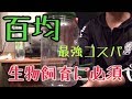 【初心者必見】百均で買える生物飼育グッズ【熱帯魚&両生類】