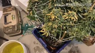 Lemon Kush Headband Nutrient Burn