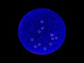 Blazar activity observed by Fermi