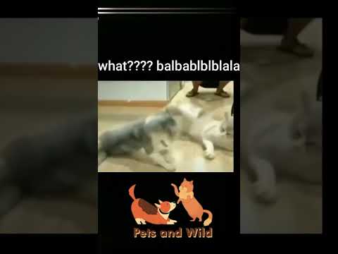 Funny Cats - cute and Funny Cats Reaction Videos Compilation #7 | Pets and Wild