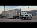 Let's go cow truckin in a straight piped Peterbilt 359