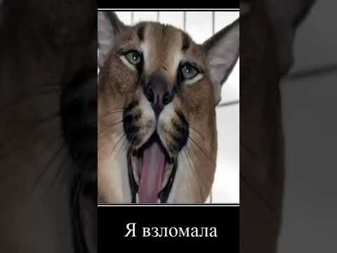 Мем #shorts #шлепа