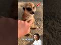 This Man Adopted a Lonely Meerkat and Changed Its Life Forever ❤️