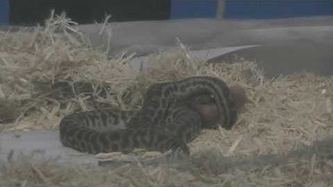 Little Stimson python feeding